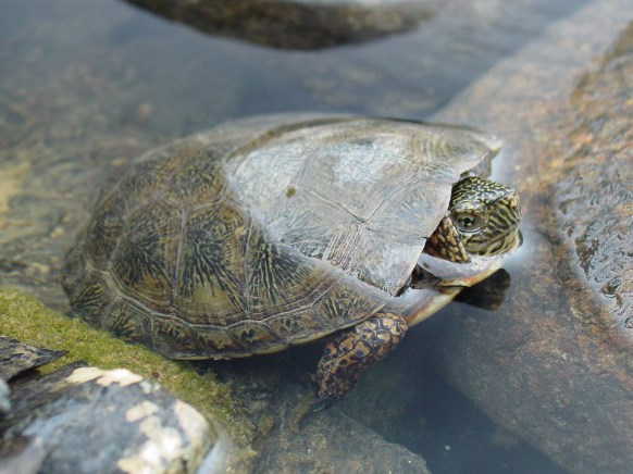 Turtle with marbled skin and shell pokes its head out of the water.