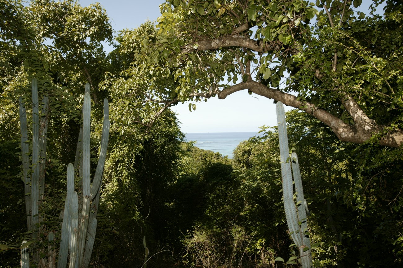 View to the ocean looking through tropical plants