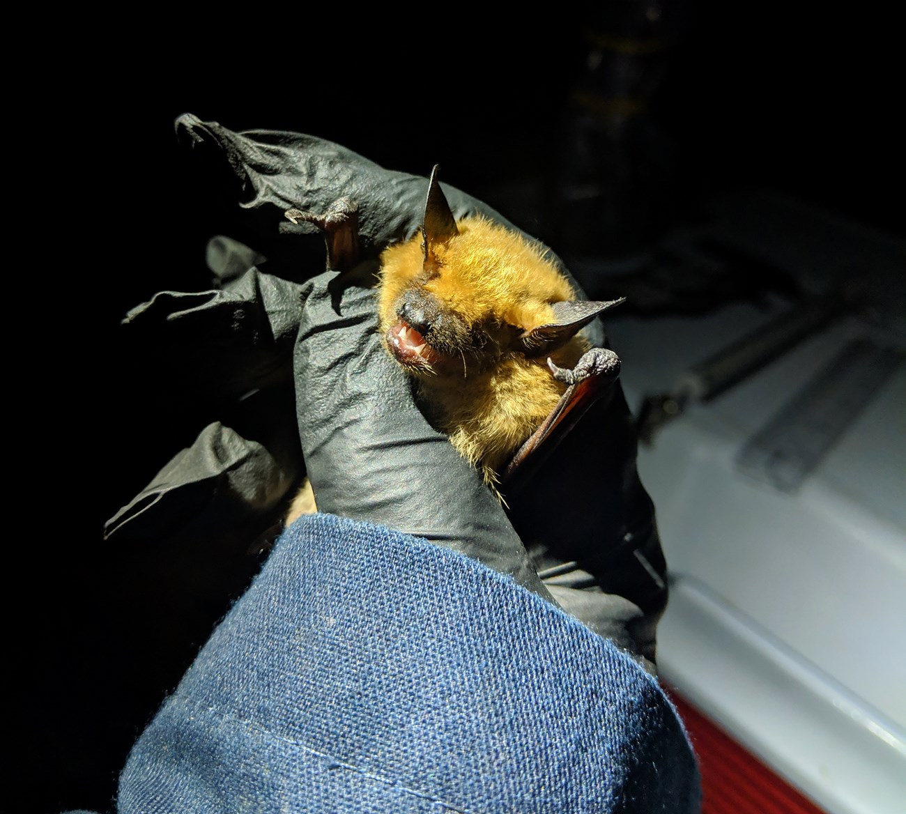 a biologist with gloves holding a brown bat
