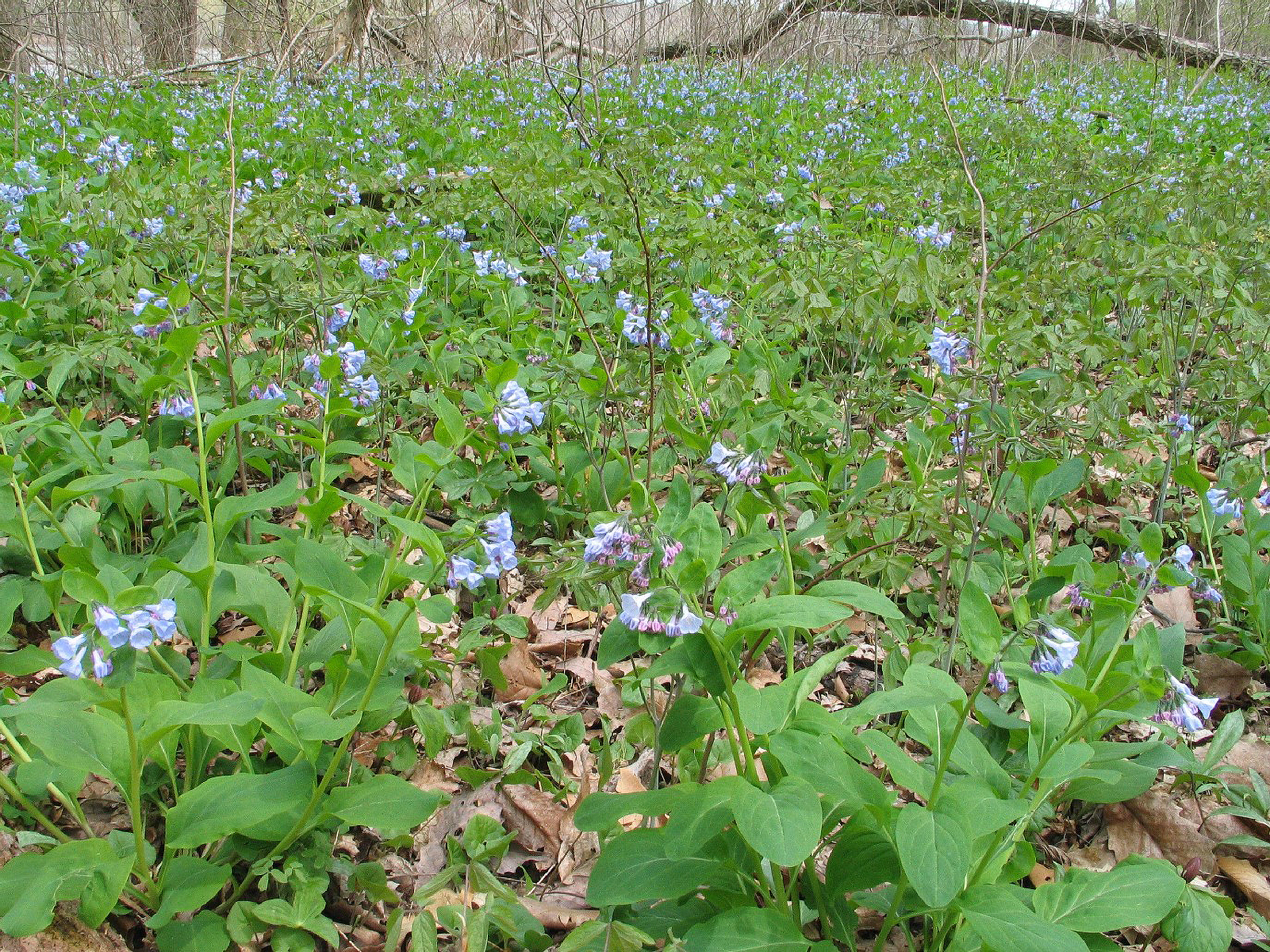 A Field of purple bell-shaped flowers with bright green leaves. This tree trunks are in the background.