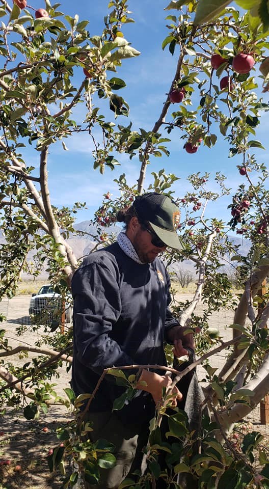 a person wearing a hat and sunglasses standing on a ladder in an apple tree