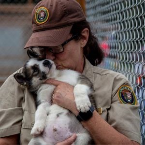 A woman in a Volunteer-In-Parks uniform holds a puppy in the Denali Kennels.