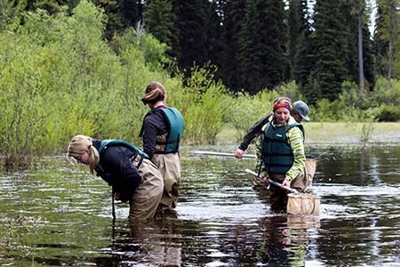 Four citizen scientists search a pond with nets.