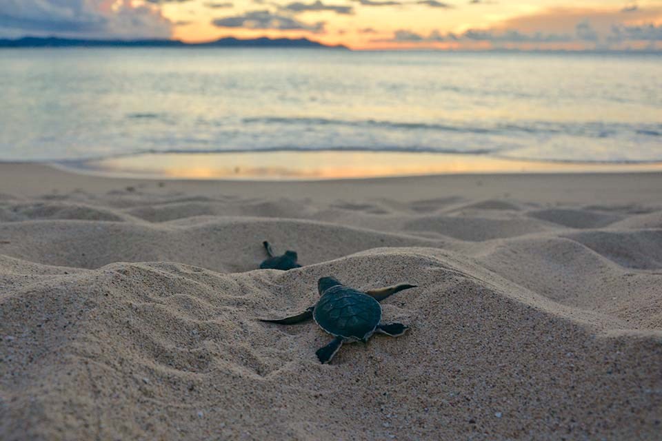 Turtle hatching making its way to the sea