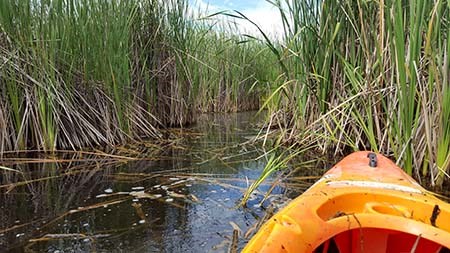 Marsh habitat from a kayak depicting pools of water with cattails along the edges.