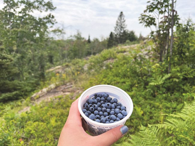 A hand holding a container of blueberries that were picked on a grassy, sunny hillside.
