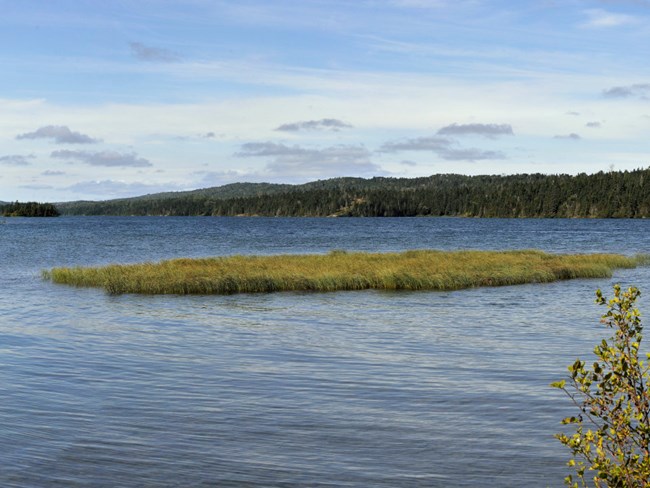 shoreline of Tobin Harbor, waterway with dense forest at edge of shores