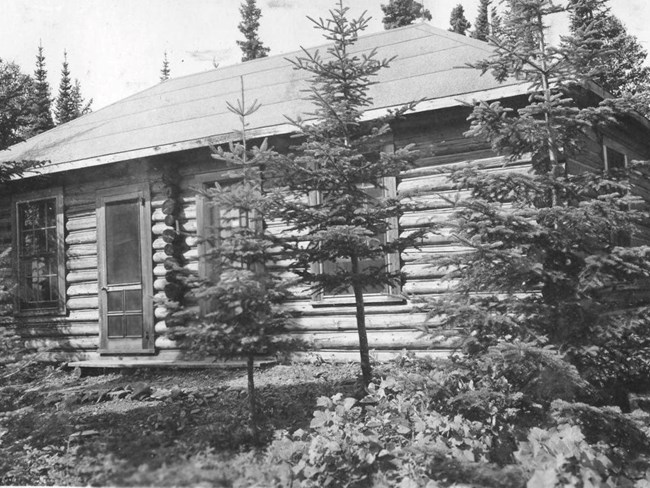 cottage with young pine trees in front