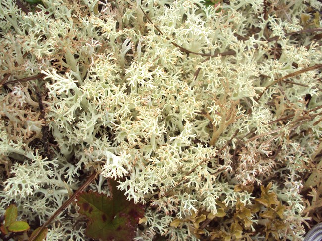 A cluster of caribou lichen with a branching structure.