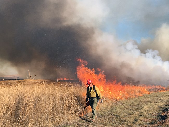A firefighter uses a drip torch to ignite dried grasses while dark smoke billows behind.
