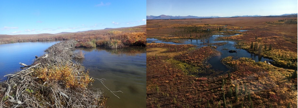 an aerial view of beaver pond in Kelly River basin and an image of a beaver dam on Rabbit Creek