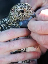 Researchers fit a tracking device on a ptarmigan hen.