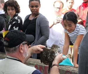 A volunteer handles a small bird of prey in front of a large crowd.