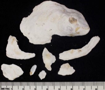 Oyster shell