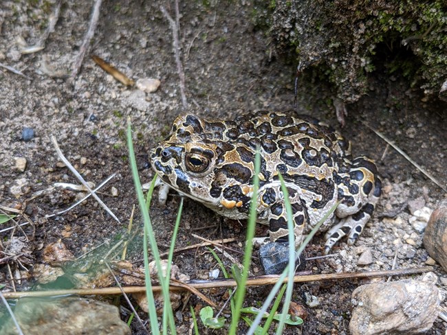 a black splotched female Yosemite toad sits in front of a burrow