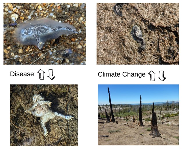 a grid of four images. The first two show dead toads with the label "disease" the second two show a dried up tadpole and a burned area with the label "climate change"
