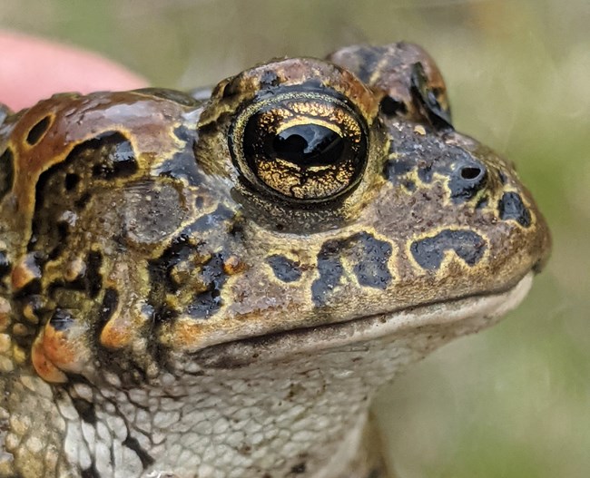 a close up image of a yosemite toad's face with dark blotch on light background skin coloration