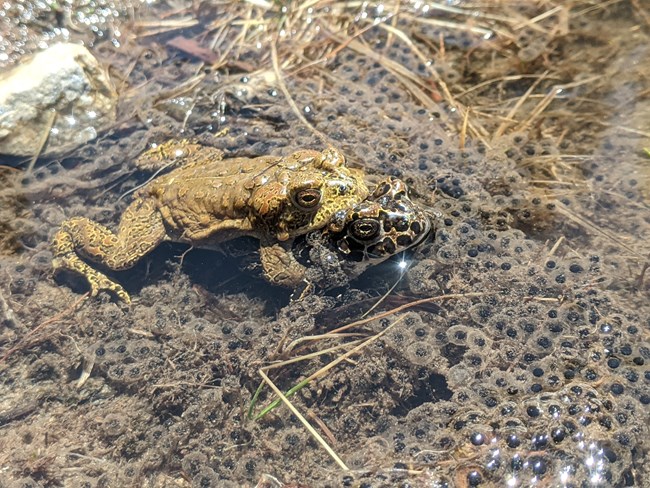 a male and female Yosemite toad mate in shallow water with eggs below