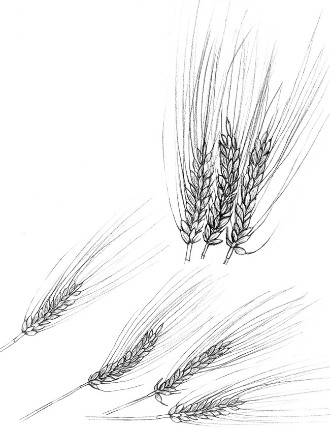 Line drawing of seven barley stalks.