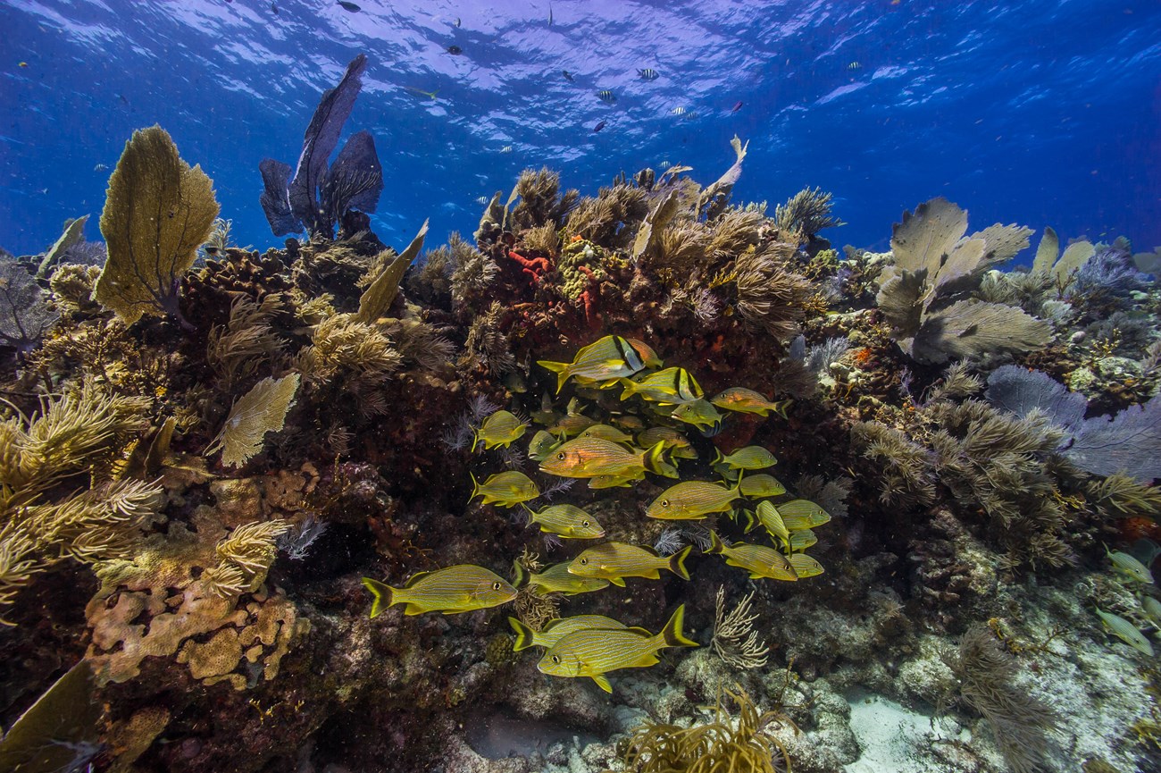 a school of yellow fish gather near a diverse coral reef underwater