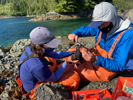 Two researchers work with a black oystercatcher.