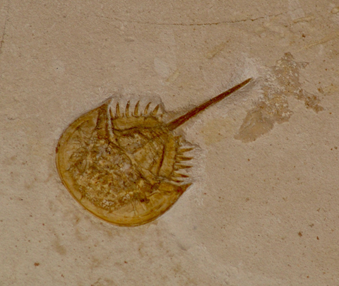 A fossil horseshoe crab on a stone slab.