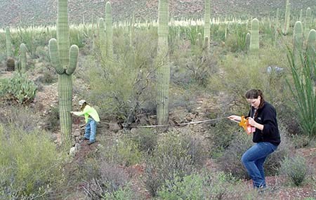 Photograph of two volunteer citizen scientists using a 20-foot long tape measure along the ground, in a landscape that is filled with saguaros in both the foreground and background at Saguaro National Park.