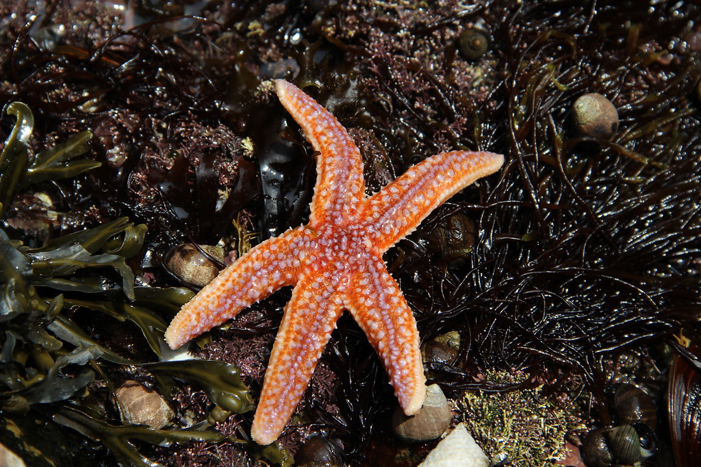 Sea star on top of seaweed at Acadia