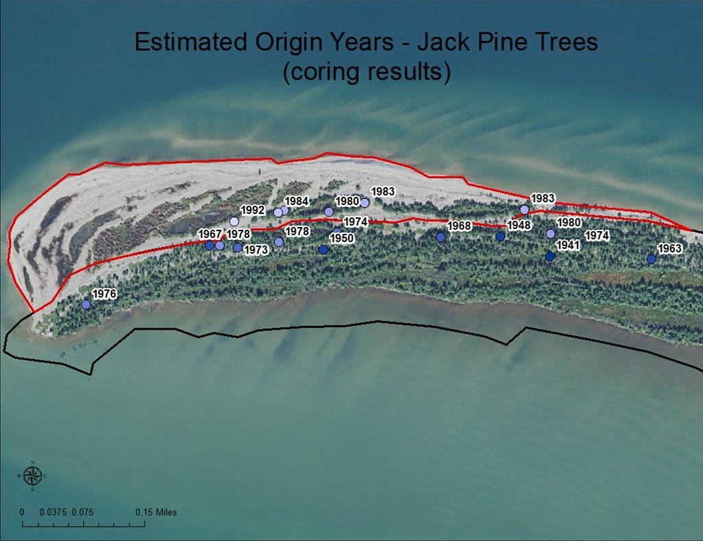 Graphic of estimated ages of Jack Pines.