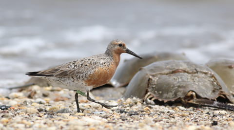 A red knot walks on a beach alongside several horseshoe crabs.
