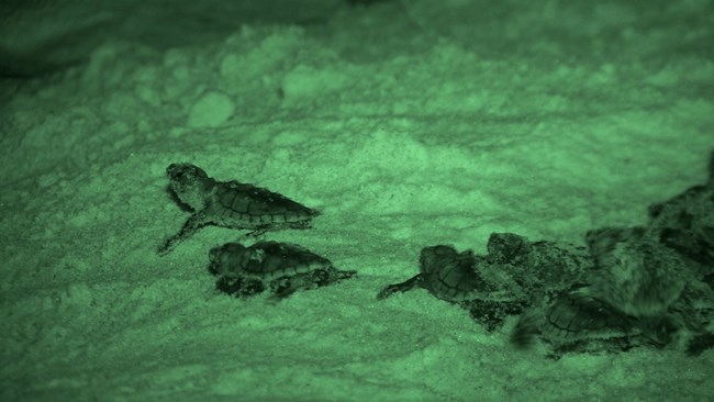 A green night vision camera photo of sea turtle hatchlings