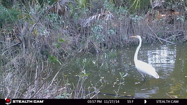 A mature white great egret stands in marshy water surrounded by foliage, stalking for prey.