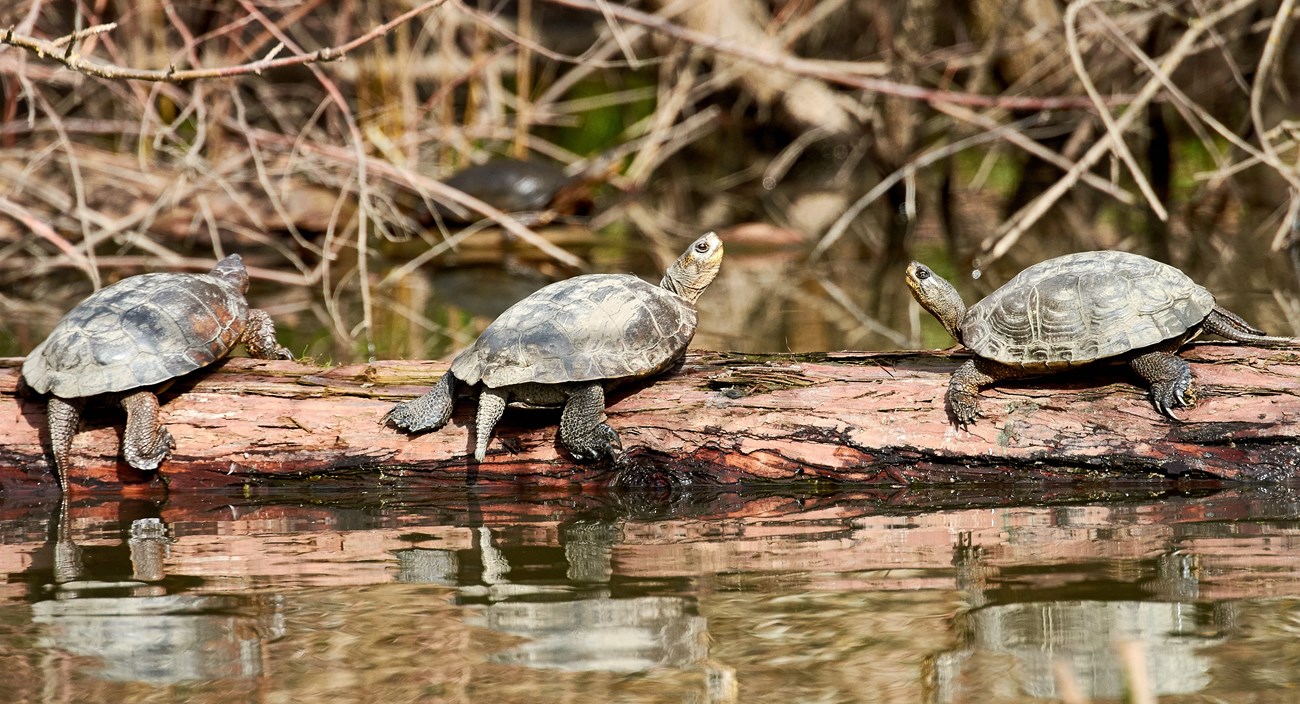 Three gray-brown turtles on a log in a pond.