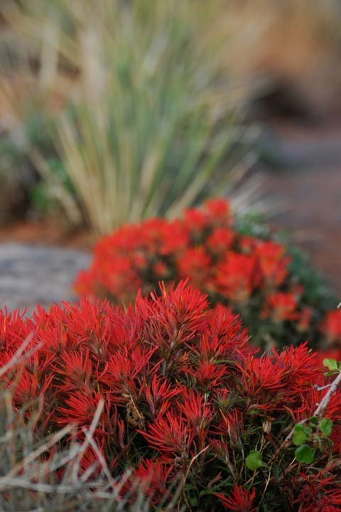 cluster of red desert paintbrush blooms