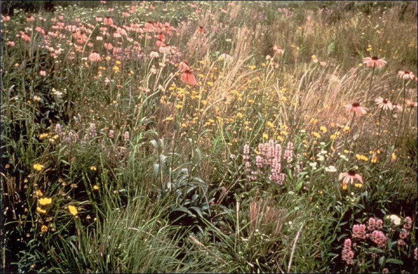 photo of flowers in a prairie.