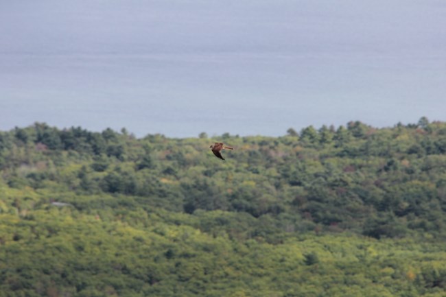 a small falcon flying by on migration