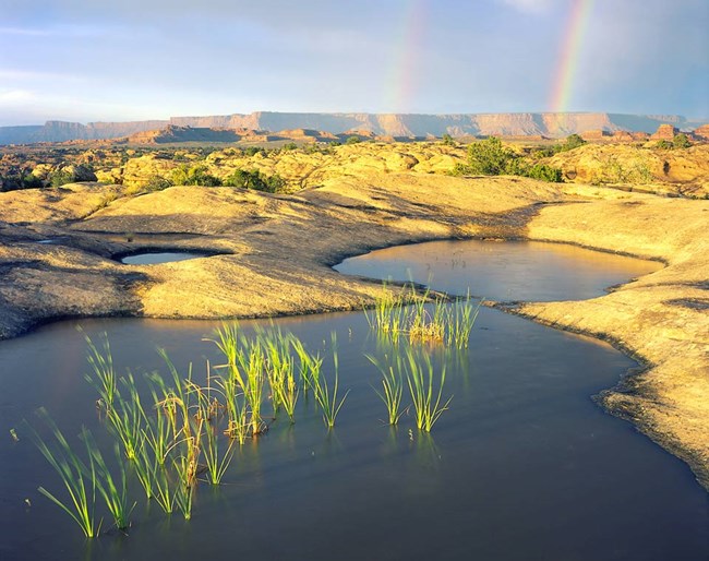 grasses growing in pools full of water with rainbow in background