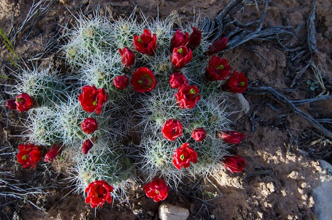red blooms on cluster of claret cup cactus