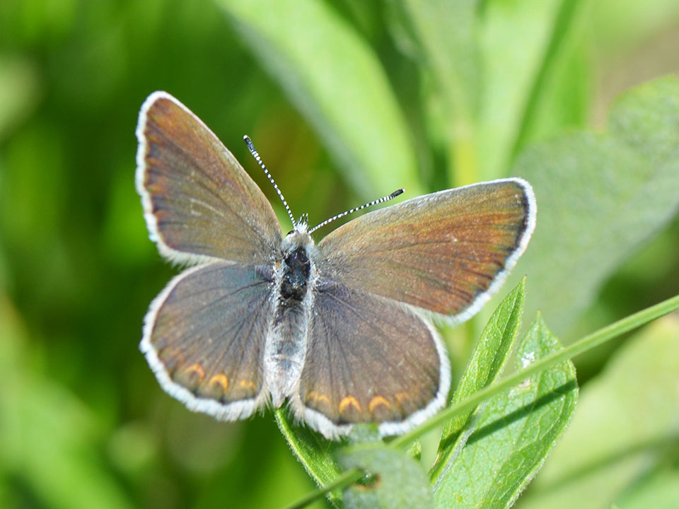 Dorsal view of a small bronze, blue and orange buttefly