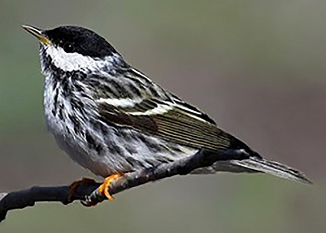 A Blackpoll Warbler