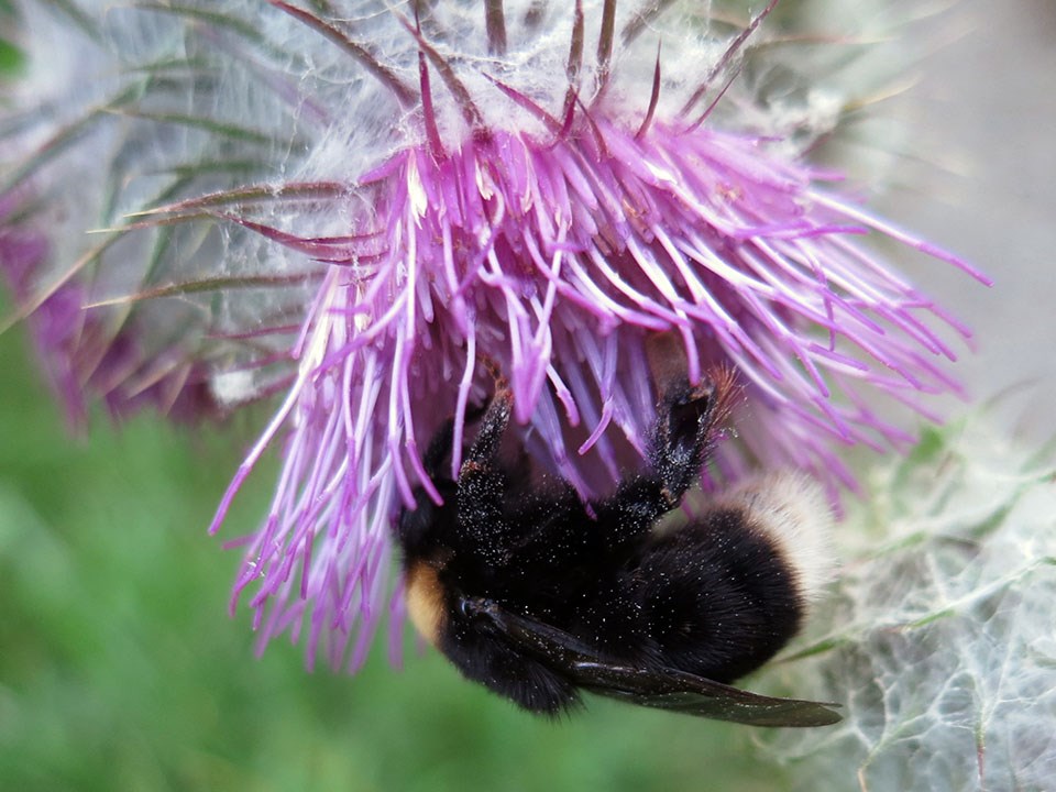 Bumble bee visiting a flower