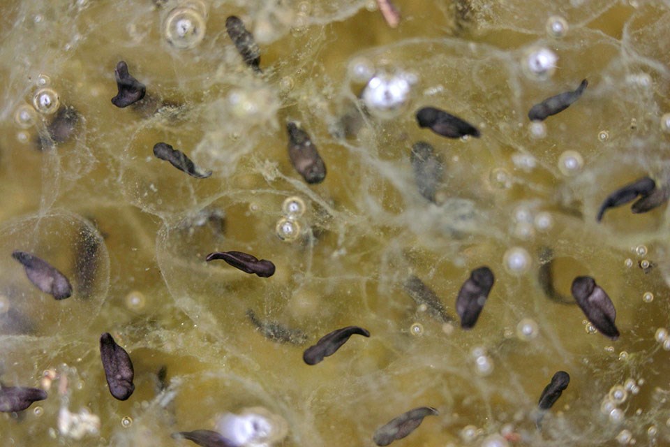 Close-up look at portion of a California red-legged frog egg mass, with tiny dark tadpoles growing in the centers of clear, gelatinous eggs.