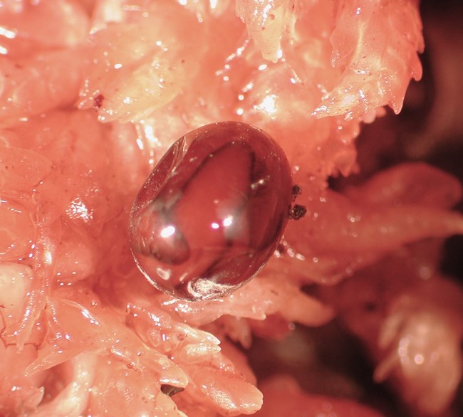 Close-up image of a shiny, translucent cocoon nestled among moist, pinkish-orange material. Inside the small, oval cocoon are multiple faintly visible developing flatworm hatchlings.