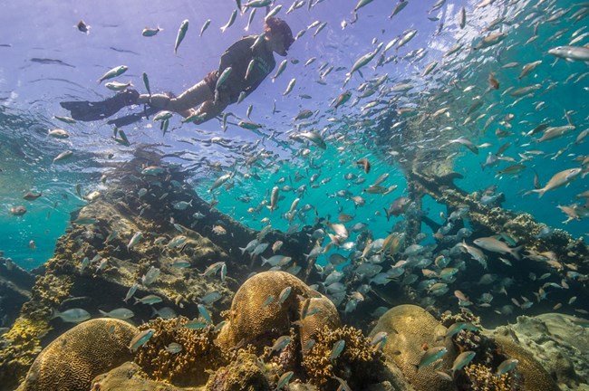 Snorkeler above a coral reef and school of fish
