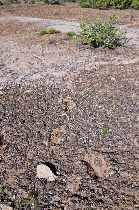a line of shoe prints cutting through biological soil crust