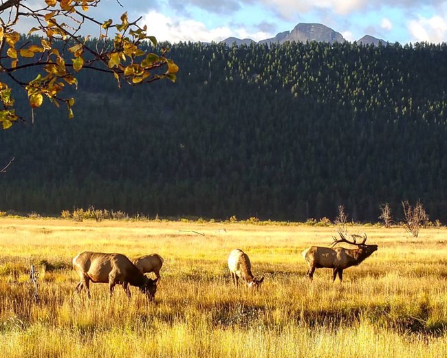 Elk graze in a meadow with mountains behind them at Rocky Mountain National Park, CO.