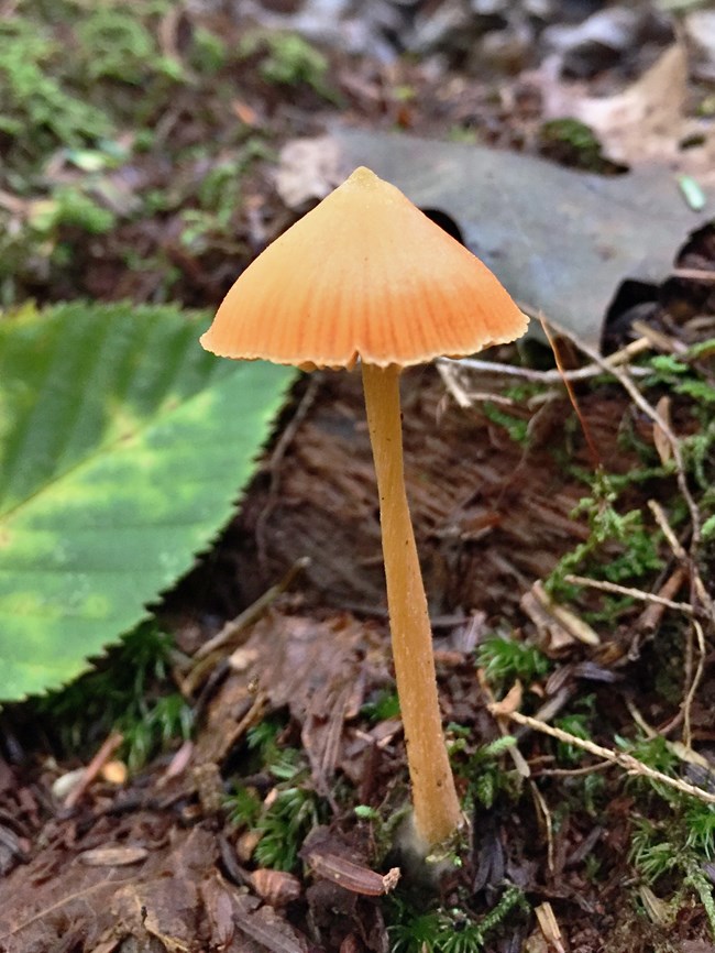 A petite orange-yellow mushroom with a small horn at the tip of its cap