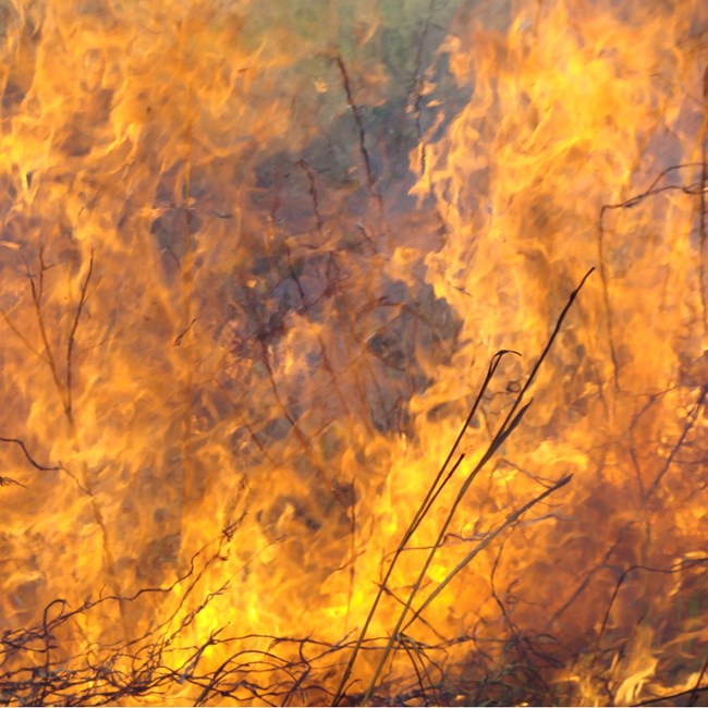 Close-up of flames in tall grass