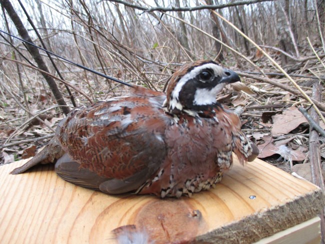 A small bobwhite quail waits to be released after being fitted with a tracking device.
