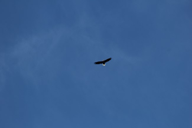 Bald Eagle from Cadillac Mountain